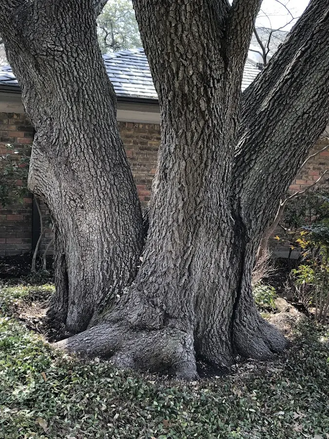 Mature heritage tree close to a Jay Em property cared for by certified arborists